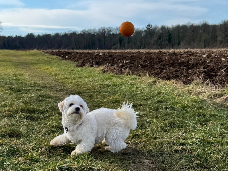 Hund schaut zum geworfenen Ball